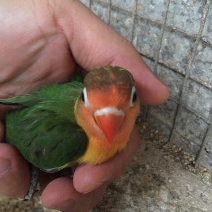 Meet your Posher, Raenette